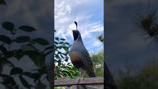 Download lagu Burung puyuh lembah California terdengar seperti burung, #puyuh, #burung mp3