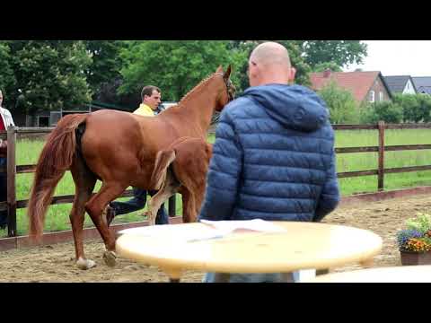 Hengstfohlen von Da Costa x Westernhagen