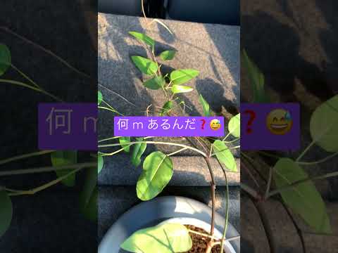 ロックガーデンで育てるべき低木と多年草はどれですか?目を惹く10種！  庭園