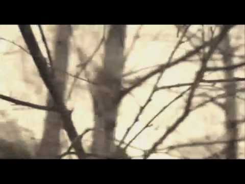 Twilight Coda - Steven Wilson - Insurgentes
