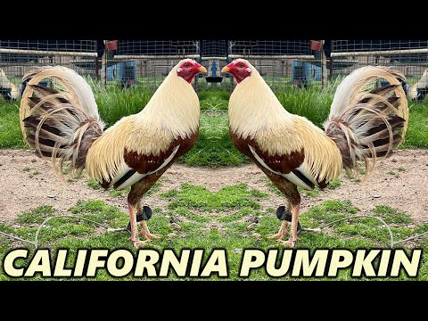 White Grey Pumpkin Roundhead FRANK BRIZUELA Pumpkin Farm California