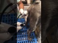 The A I Kit Part 2 Artificial Insemination For Dogs