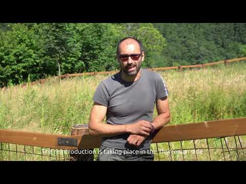 LIFE WetFlyAmohibia - Reintroduction of Apennine yellow-bellied toad