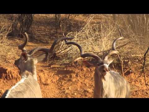 Pitlhwa Safaris Kudu Bulls Fighting