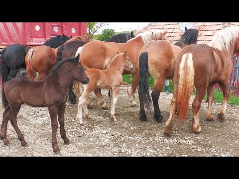 Stallions, mares, foals, ponies at home at Pancica from Sărmașu - Mureș 2025