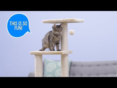 Armarkat Cat Trees | Chewy