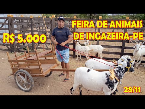Feira de animais de Ingazeira-PE (28/11/25)