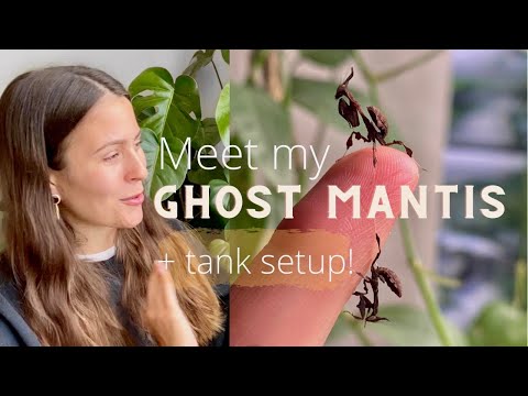 Setting Up A Planted Mantis Tank! | Meet My Ghost Mantis Pets!