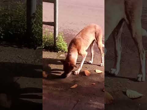 Cute Dog Funny video Part 5 #shorts #trending #amazing #dog #funny