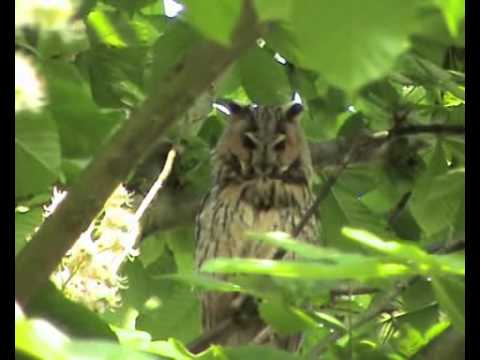 download lagu mp3 mp4 Waldohreule Im Garten, download lagu Waldohreule Im Garten gratis, unduh video klip Waldohreule Im Garten