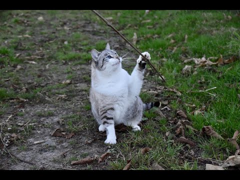 19 :  Alley Cat -  Bent Fabric and His Piano