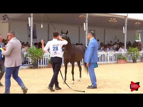 N.28 DANA ALKHAMISS - Menton 2018 - 2 Years Old Fillies (Class 2A)