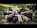 A Happy Day Feeding 18 Puppies And Their Loving Mom With Fresh Milk