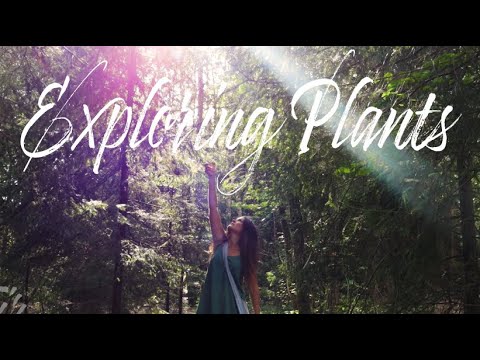 Exploring & Foraging Edible Plants * Yarrow, Mugwort, Juniper, Nettle, Oxalis, Thistle, Fir, Orpine
