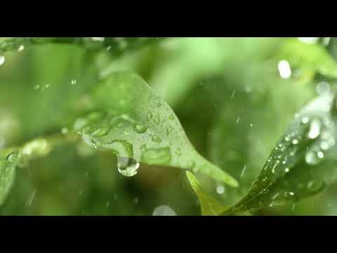 1M Open the window and Lie down in bed - Let the sound of rain wash away your stress