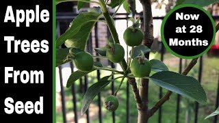 Growing Apple Trees From Seeds - Now at 28 Months!