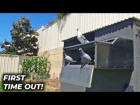 All Young Pigeons FIRST Time Out