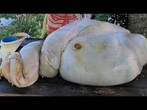 Yummy Beef Tripe  Sour Soup Cook With Country Style