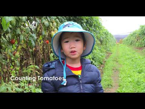 , title : '[4K] 2018-04-28 Canoelands Orchard Tomato Eggplant Chilli Picking'