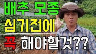 김장배추(1) 김장배추 정식전 해야할일 / 배추 뿌리혹병 예방방법 / 김장배추파종시기 / 김장배추아주심기