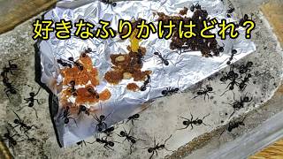 アリさんの好きなふりかけはある？ライズのアリ王国計画258