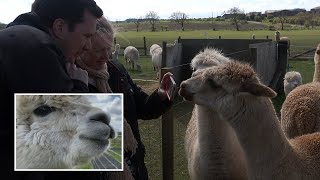 video: Watch: Alpaca farm hosts Zoom parties with animals after coronavirus forces closure