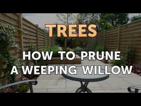 download lagu mp3 mp4 How To Prune A Small Weeping Willow Tree, download lagu How To Prune A Small Weeping Willow Tree gratis, unduh video klip How To Prune A Small Weeping Willow Tree