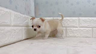 チワワ（スムース）の動画01