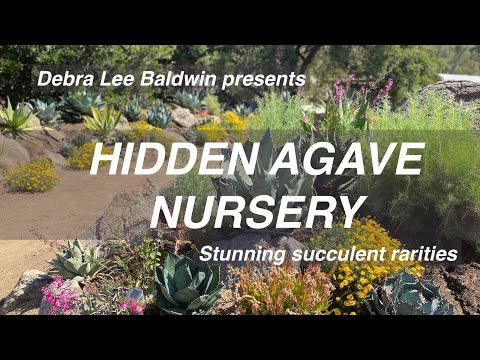Agave Fairhope