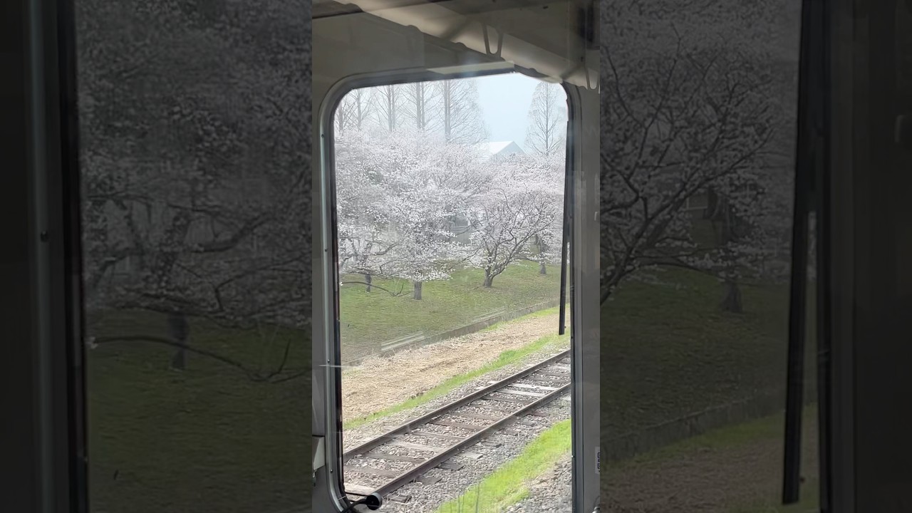 【近鉄】桜が綺麗...ファミリー公園前到着シーン2026.3.29#shorts#近鉄