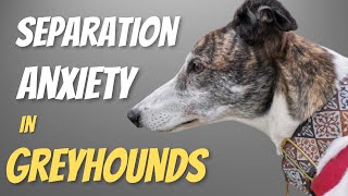 Separation Anxiety in Greyhounds
