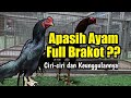 Ayam Full Brakot Ciri Ciri Dan Keunggulan Ayam Brakot