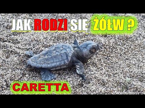 Narodziny żółwia morskiego Caretta. Zakynthos, Grecja.