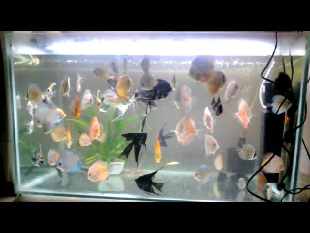 DISCUS AND ANGEL FISH TANK