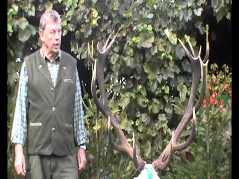 Hochkapitale Medaillenhirsche aus Masuren!