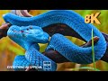 SNAKE Snake Videos Collection EVERYTHIG 8K OFFICIAL