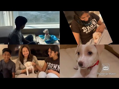 Actress Jothika and her children playing with there pet dog