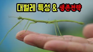 [생생정보農 11편] 대벌레 특성과 생존전략