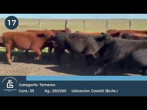 Lote Machos - Castelli Bs As