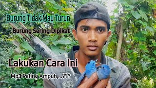 Download lagu Trik Ampuh Pikat Burung Kehicap Ranting/Slendang Biru 100%Anti Zonk mp3