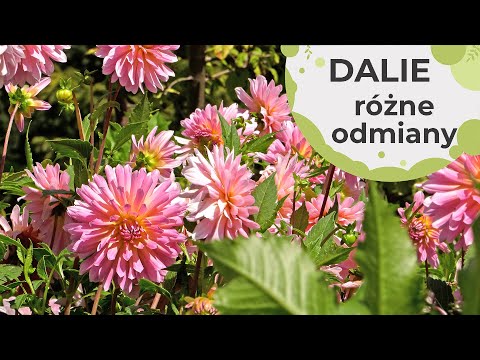 Dalie - odmiany i zasady uprawy. Gdzie najlepiej sadzić i jak o nie dbać.