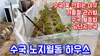 수국 월동준비, 수국 겨울철 관리법!! 아빠랑 수국 월동 하우스 지었어요!! 당년지수국&수국꽃이 안피는 이유…