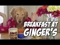 Breakfast at Ginger's- golden retriever dog eats with ...