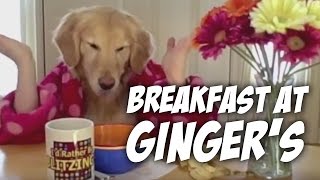 Breakfast at Gingers really funny