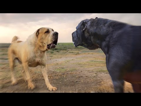 The Only 10 Dogs That Will Face an Alabai