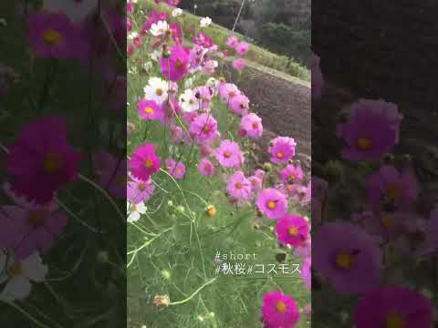 コスモスの種の育て方は？特別な注意が必要ですか?  庭園