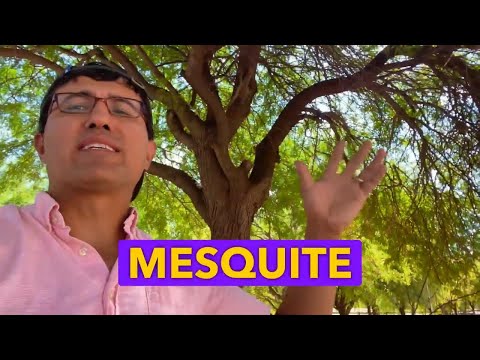 Mesquite Trees: The Ultimate Solution for Desert Farming 🌵 | Thrive in Drought Conditions