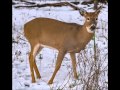 White Tail Deer In Snow