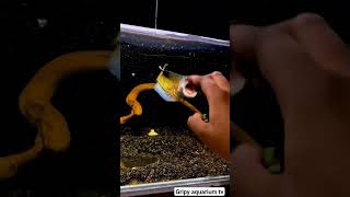 Download lagu Most aggressive fish channa auranti (snakehead) #aquarium #channaauranti #snakehead #snakeheadfish mp3 Download lagu Most aggressive fish channa auranti (snakehead) #aquarium #channaauranti #snakehead #snakeheadfish mp3