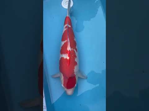 best win 180K #aquascape #koi #aquascapegallery